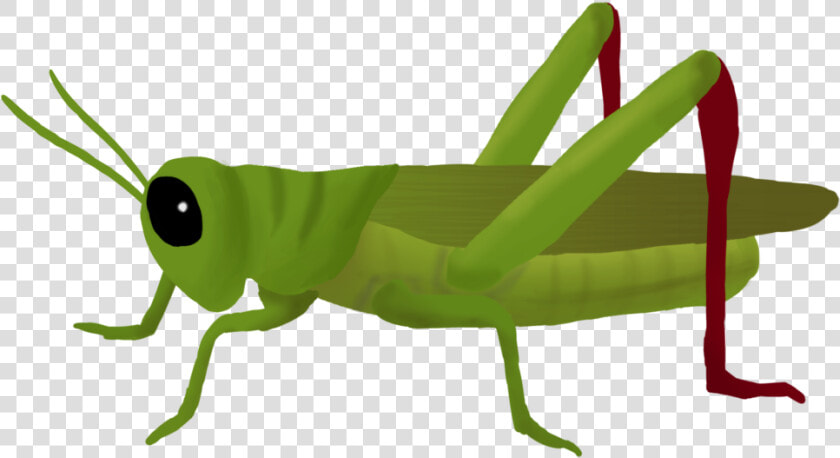 Download Grasshopper Png Clipart 182   Grasshopper Png  Transparent PngTransparent PNG