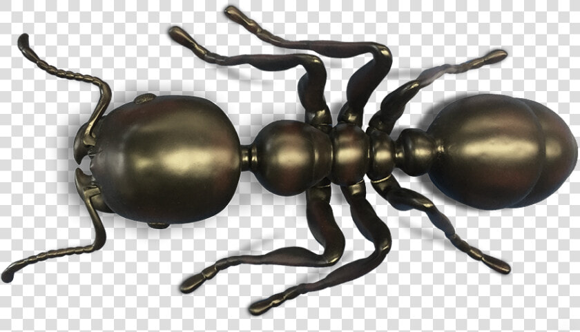 Clip Art Ant Pictures   Carpenter Ant  HD Png DownloadTransparent PNG