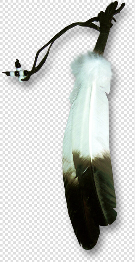 Transparent Feather Png Transparent   Eagle Feather Transparent Background  Png DownloadTransparent PNG