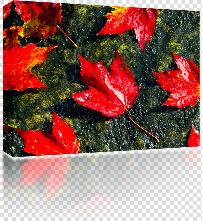 Fall Foliage   Maple Leaf  HD Png DownloadTransparent PNG