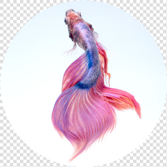 Pink Colour Beautiful Fish  HD Png DownloadTransparent PNG