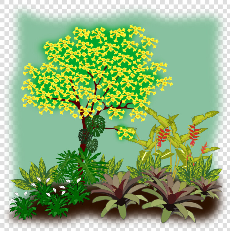 Evergreen plant shrub   Flora Clipart  HD Png DownloadTransparent PNG