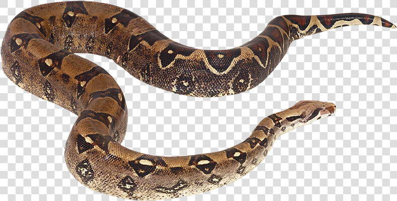 My Webpage   Serpiente De Agua Png  Transparent PngTransparent PNG