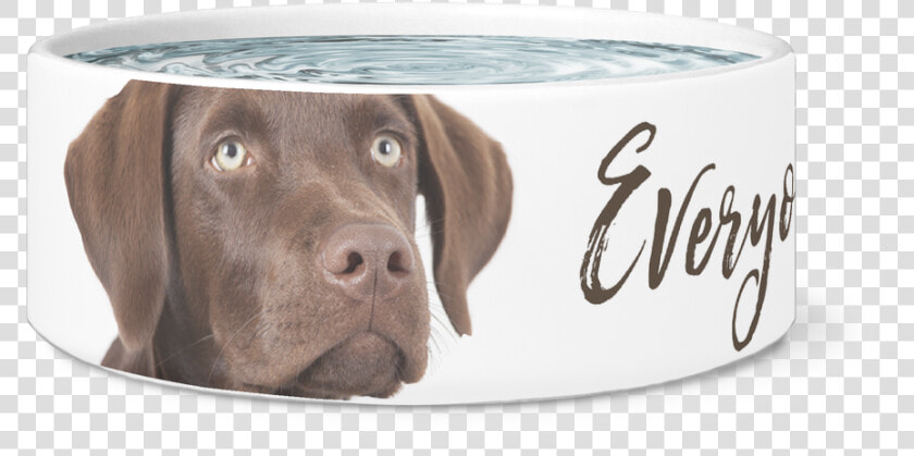 Transparent Chocolate Lab Png   Weimaraner  Png DownloadTransparent PNG