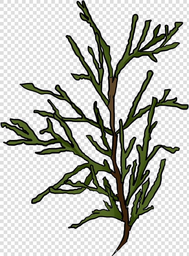 Cornfield Drawing Tree   White Cedar  HD Png DownloadTransparent PNG