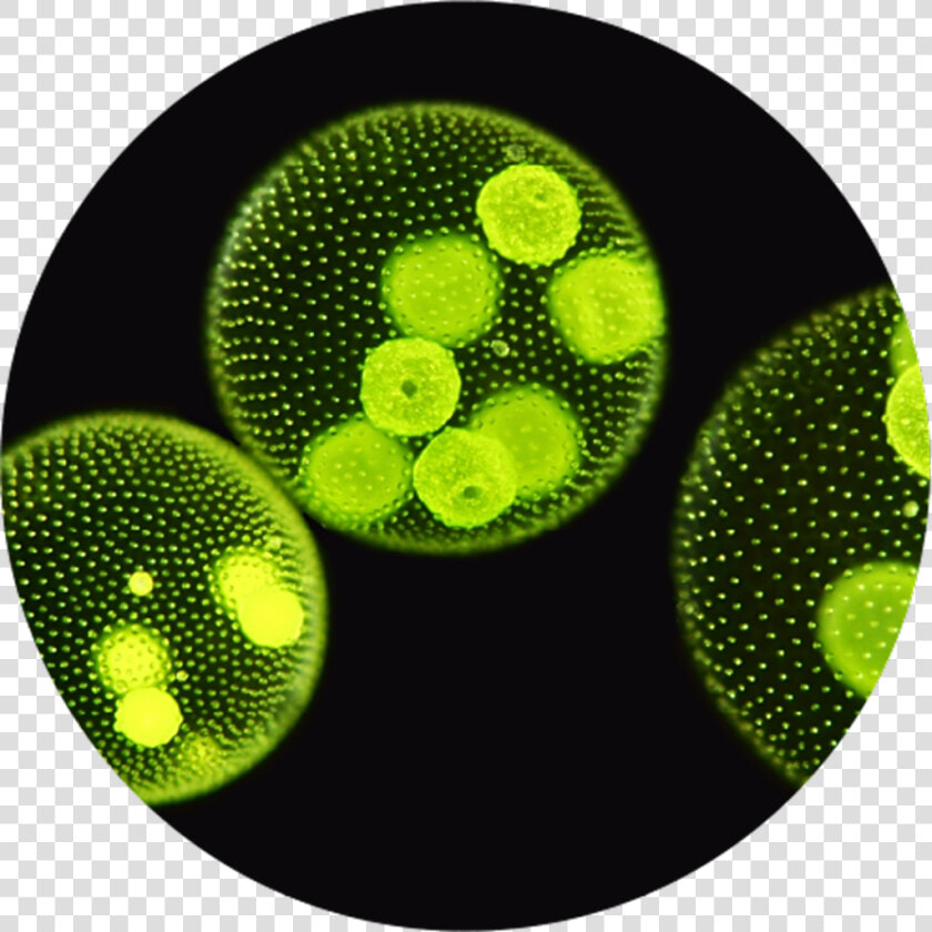 Microalgae Microscope View Image   Algae Evolve Sexual Reproduction  HD Png DownloadTransparent PNG