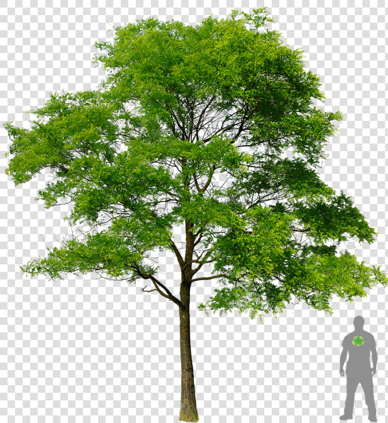 Honey Locust Tree Png  Transparent PngTransparent PNG