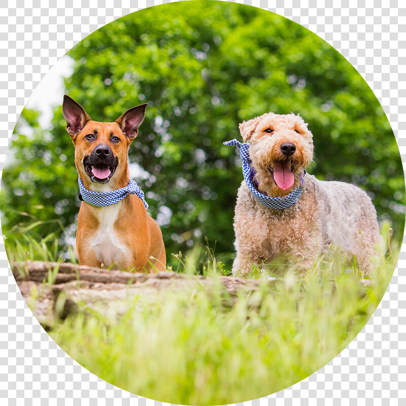 Pet Imagery By Lauren Kaplan   Airedale Terrier  HD Png DownloadTransparent PNG