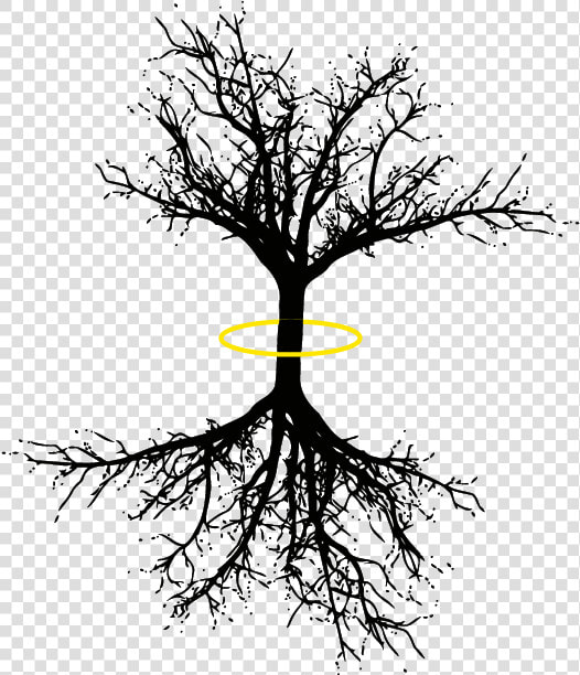 Tree Of Life Png   Coniferous Tree Long Roots  Transparent PngTransparent PNG