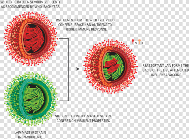 Pic For Laiv Section   Live Attenuated Vaccine Diagram  HD Png DownloadTransparent PNG