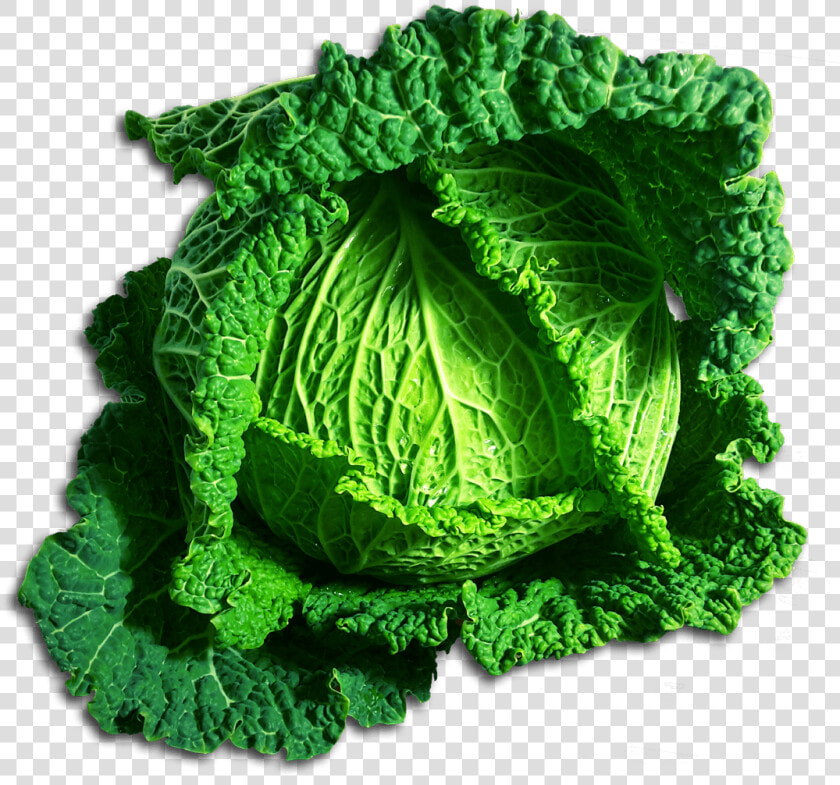 Green Cabbage   Chou Clipart  HD Png DownloadTransparent PNG