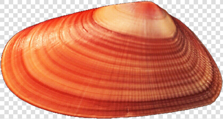 Mussel Background Png   Red Seashell Png  Transparent PngTransparent PNG