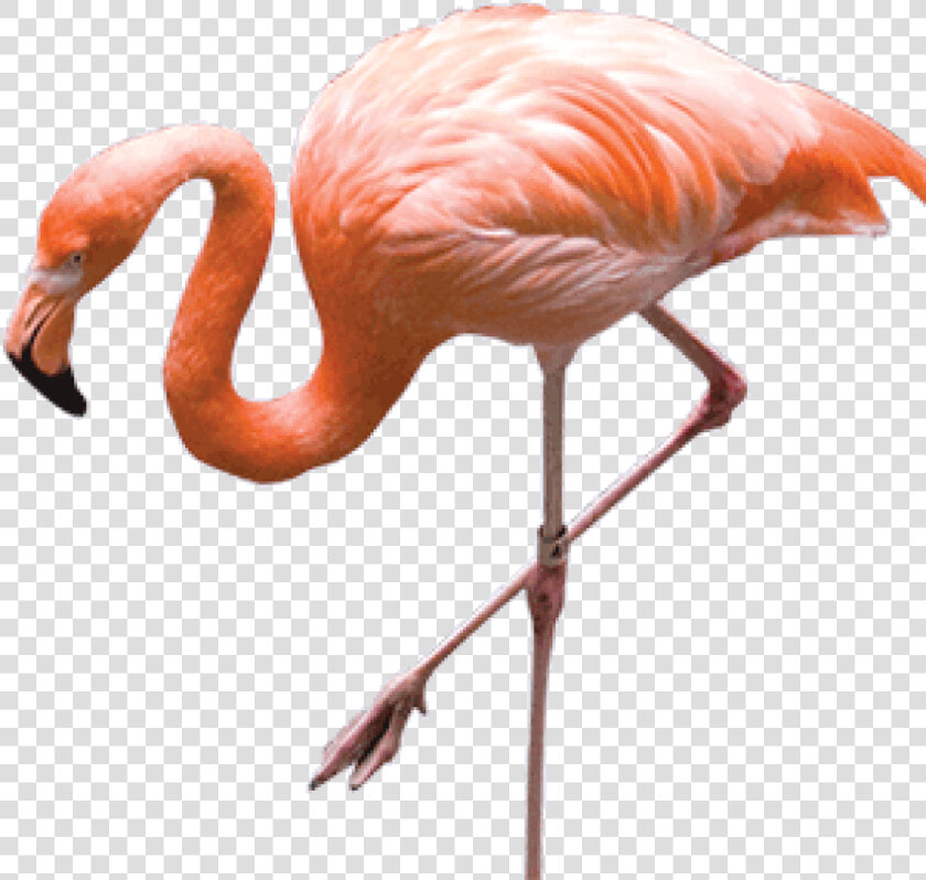 Free Png Download Flamingo Png Images Background Png   Real Flamingo Png  Transparent PngTransparent PNG