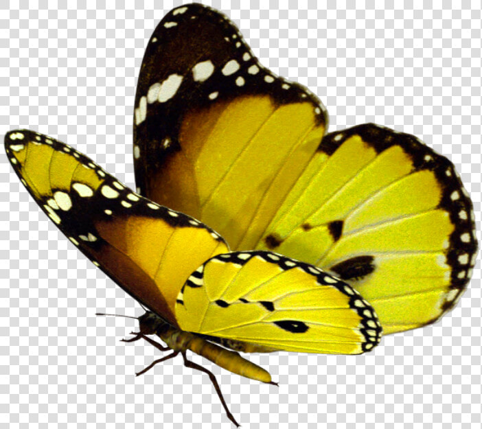 Mariposas Azules Png  Transparent PngTransparent PNG