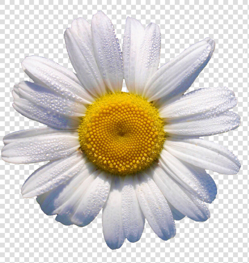 White Daisy    This Would Look Grrr88 In A Flower Crown   Daisy Transparent  HD Png DownloadTransparent PNG