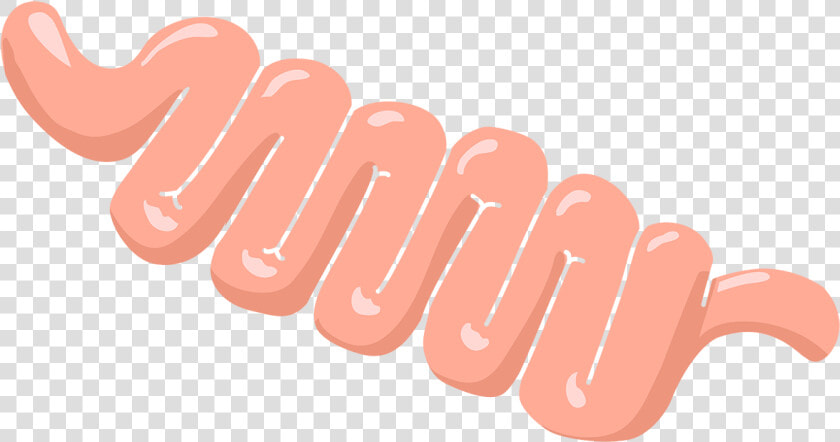 Intestine Cartoon Transparent  HD Png DownloadTransparent PNG