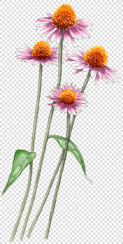 Transparent Aster Png  Png DownloadTransparent PNG