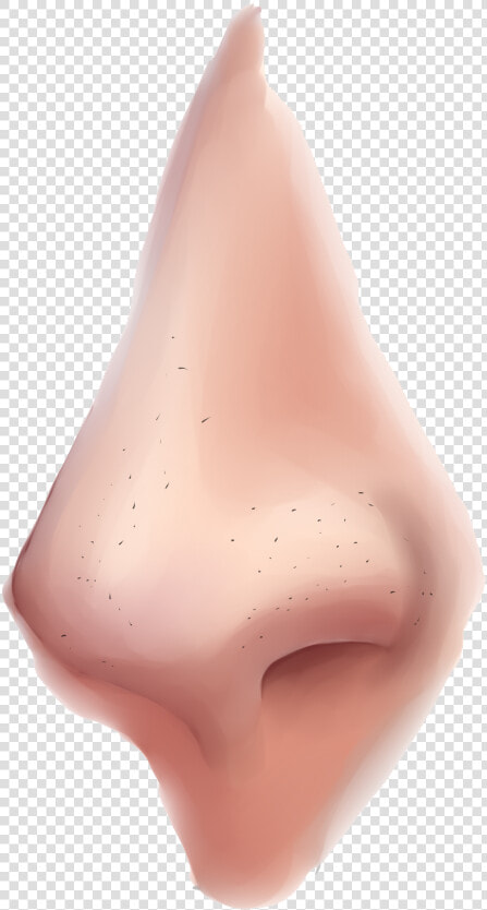 Nose Png Clipart   Semi Realistic Nose Tutorial  Transparent PngTransparent PNG