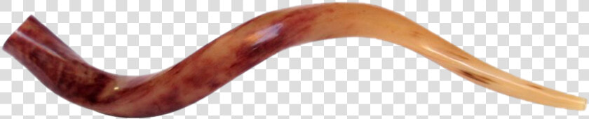 Shofar Png Hd   Eel  Transparent PngTransparent PNG