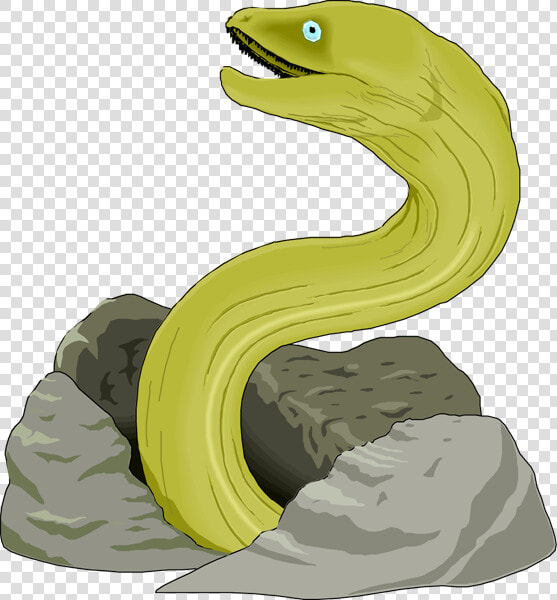 Eel Clipart Free Clipart Images   Green Moray Eel Drawing  HD Png DownloadTransparent PNG