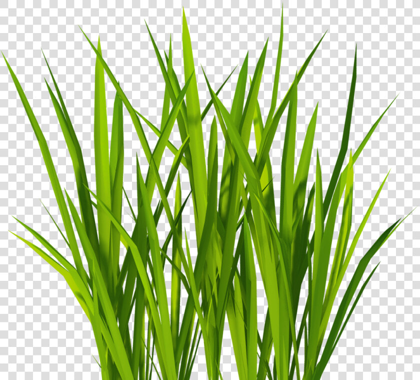 Texture Mapping Lawn Clip Art   Wheat Grass Transparent Background  HD Png DownloadTransparent PNG