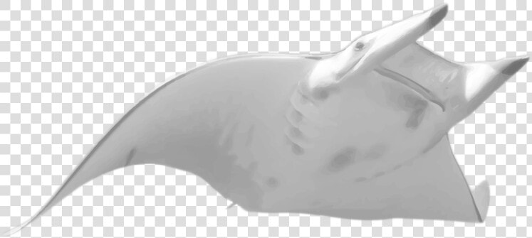 Manta Ray Png Pluspng   Transparent Manta Ray Png  Png DownloadTransparent PNG