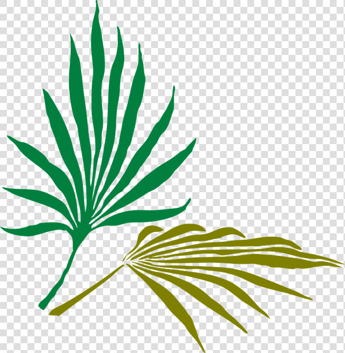 Palm Leaves  Palm  Tropical  Nature  Green  Summer   Palm Frond Clip Art  HD Png DownloadTransparent PNG