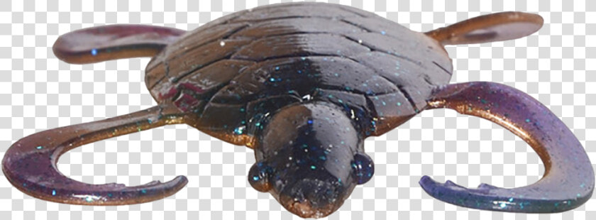 Transparent As Seen On Tv Png   Eastern Newt  Png DownloadTransparent PNG