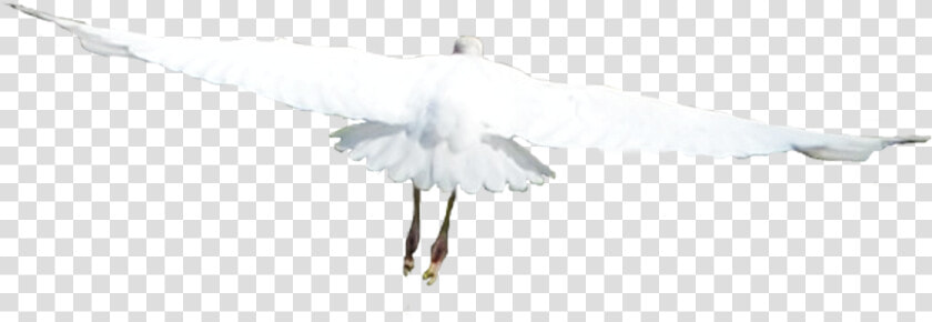 White Birds Png   Flying Birds White Birds Png  Transparent PngTransparent PNG