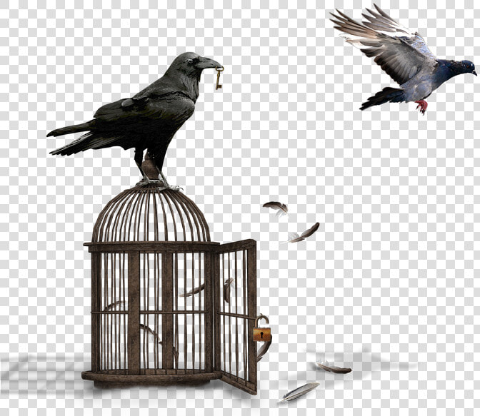 Cage  Raven  Dove  Castle  Padlock  Key  Feather  HD Png DownloadTransparent PNG