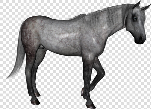 Dapple Grey Horse Png  Transparent PngTransparent PNG