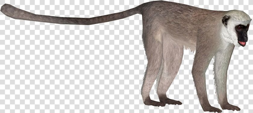 Vervet Monkey Png   Png Download   Zoo Tycoon 2 Langur  Transparent PngTransparent PNG