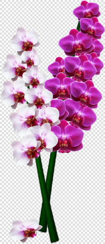 High Resolution Orchids Png  Transparent PngTransparent PNG