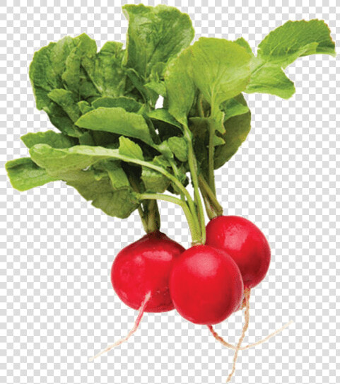 Radish Png  Transparent PngTransparent PNG