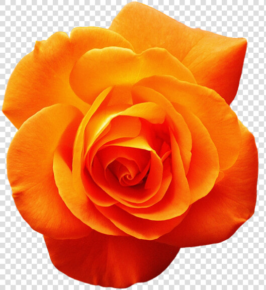 Garden Roses Orange Flower Red   Orange Rose  HD Png DownloadTransparent PNG