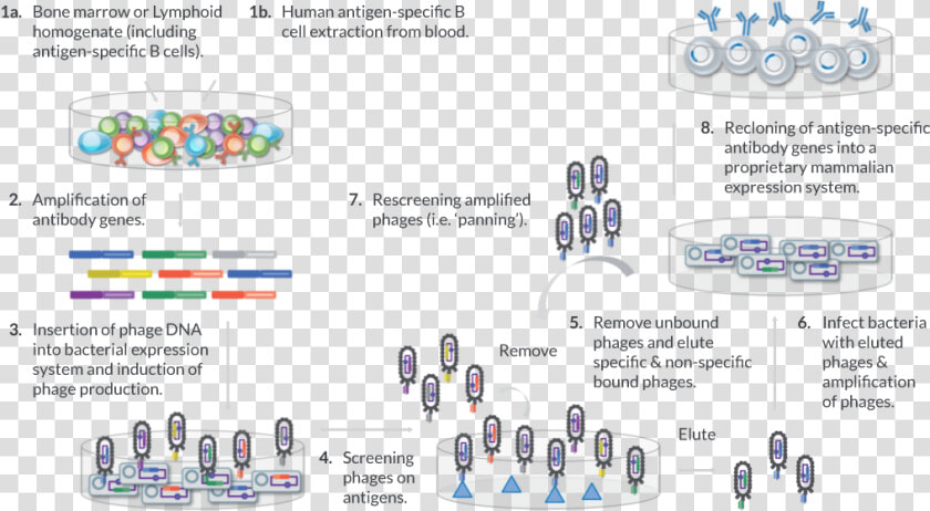 Phage Display Human Antibody  HD Png DownloadTransparent PNG