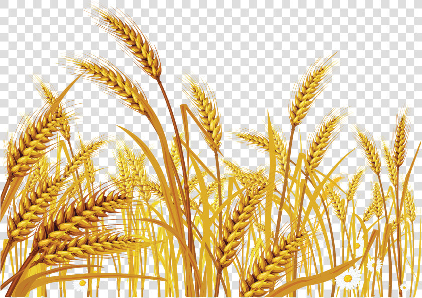 Wheat Png Image   New Jerusalem Heavenly Mother  Transparent PngTransparent PNG