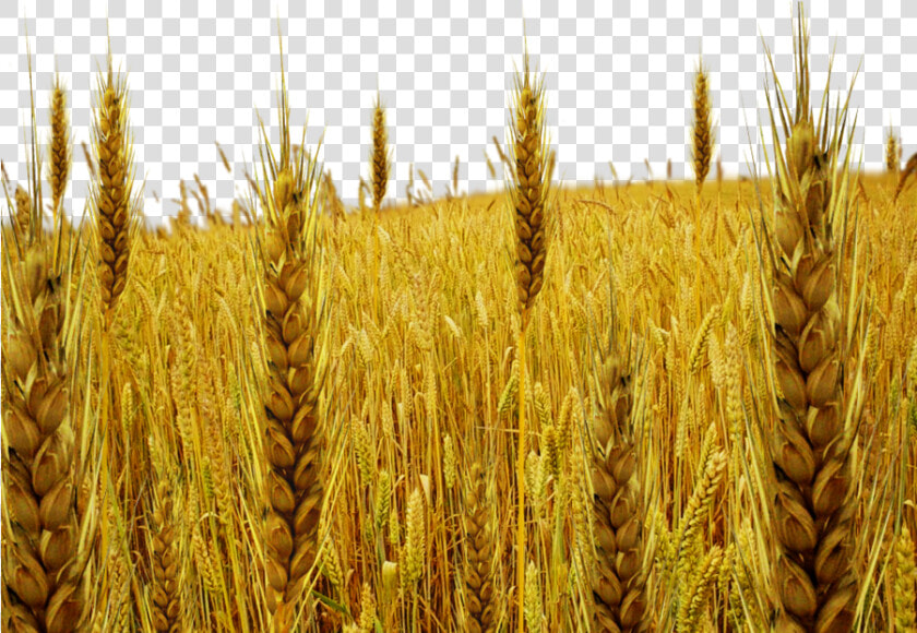 Tare Png By Dbszabo   Png Download   Wheat And Tares Png  Transparent PngTransparent PNG