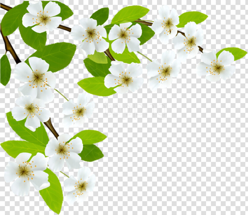 Free Png Download White Spring Branch Png Images Background   Good Morning Quotes On Respect  Transparent PngTransparent PNG