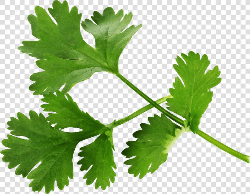 Pot Leaf Png   Parsley Png  Transparent PngTransparent PNG