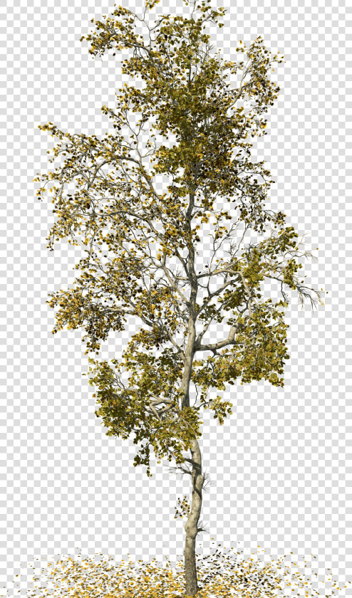 Birch   American Sycamore Tree Png  Transparent PngTransparent PNG