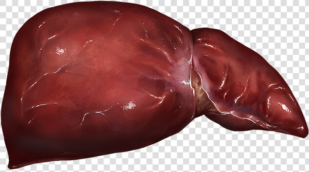 Liver   Chocolate  HD Png DownloadTransparent PNG