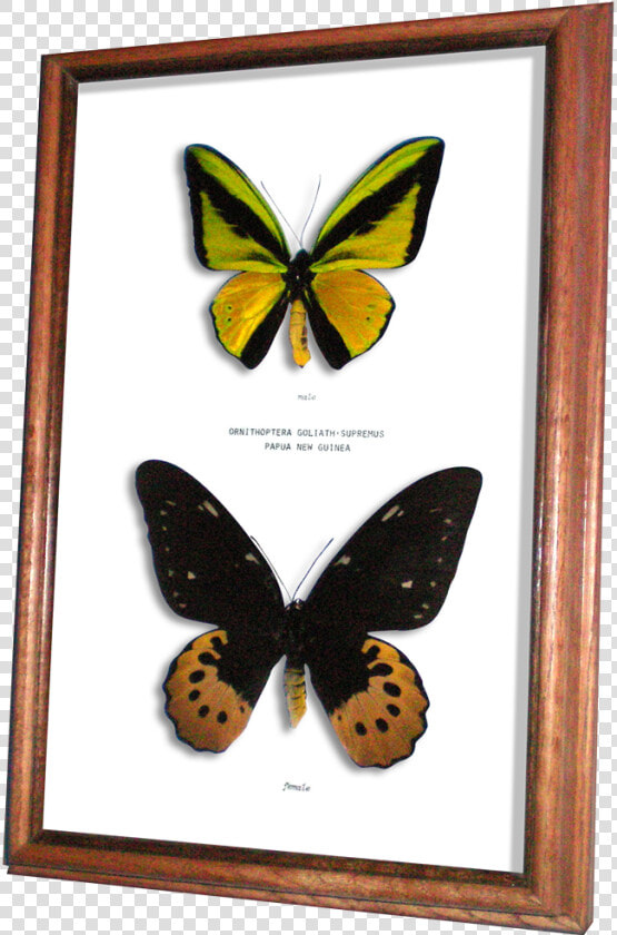 Wildwood Insects Framed Goliath Supremus Birdwing Butterfly   Brush footed Butterfly  HD Png DownloadTransparent PNG