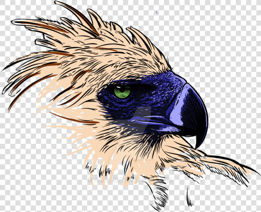 Thumb Image   Philippine Eagle Transparent Background  HD Png DownloadTransparent PNG