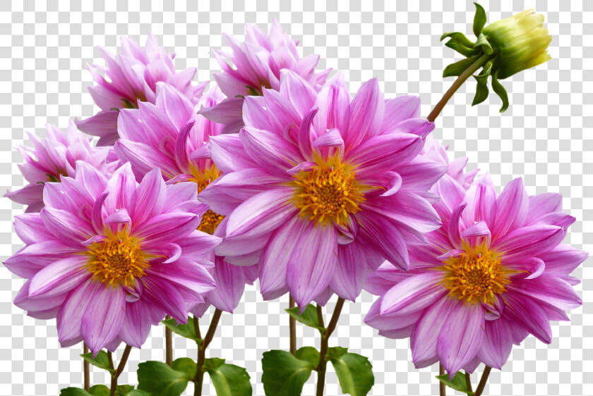 Dahlias  Autumn  Pink  Purple  Pink Flower  HD Png DownloadTransparent PNG