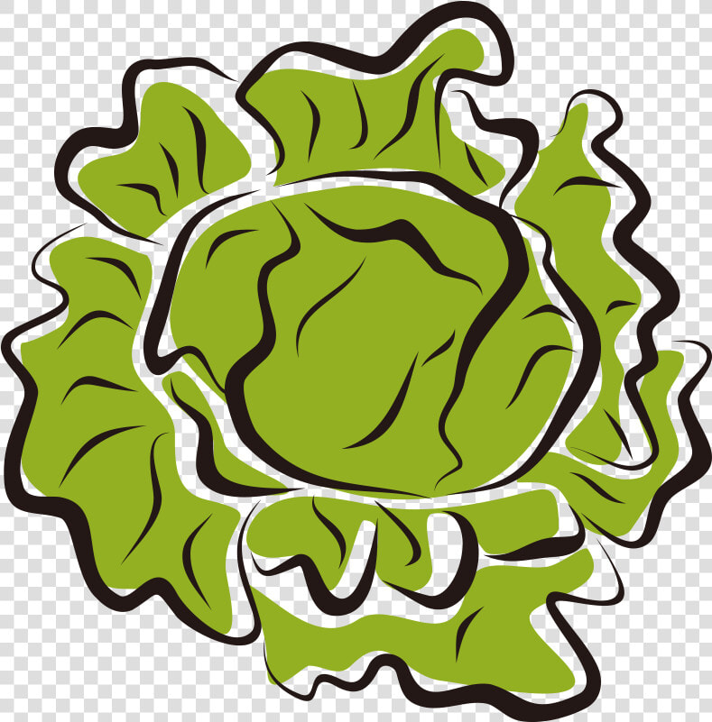 Iceberg Salad Clip Art Royalty Free   Lettuce Clip Art  HD Png DownloadTransparent PNG