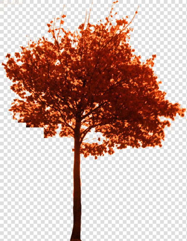 Fall Tree Png Download   Tree Autumn Branch Png  Transparent PngTransparent PNG