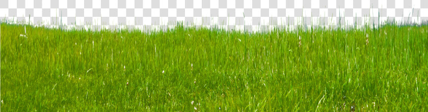 Grass Clipart Free Clip Art Images   Paddy Field  HD Png DownloadTransparent PNG