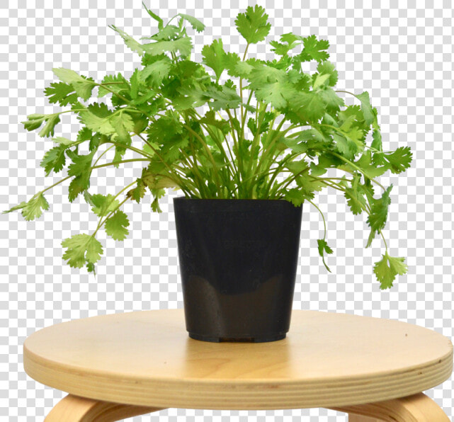 Transparent Cilantro Png   Coffee Table  Png DownloadTransparent PNG