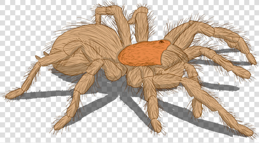 Transparent Wolf Spider Png   Wolf Spider  Png DownloadTransparent PNG